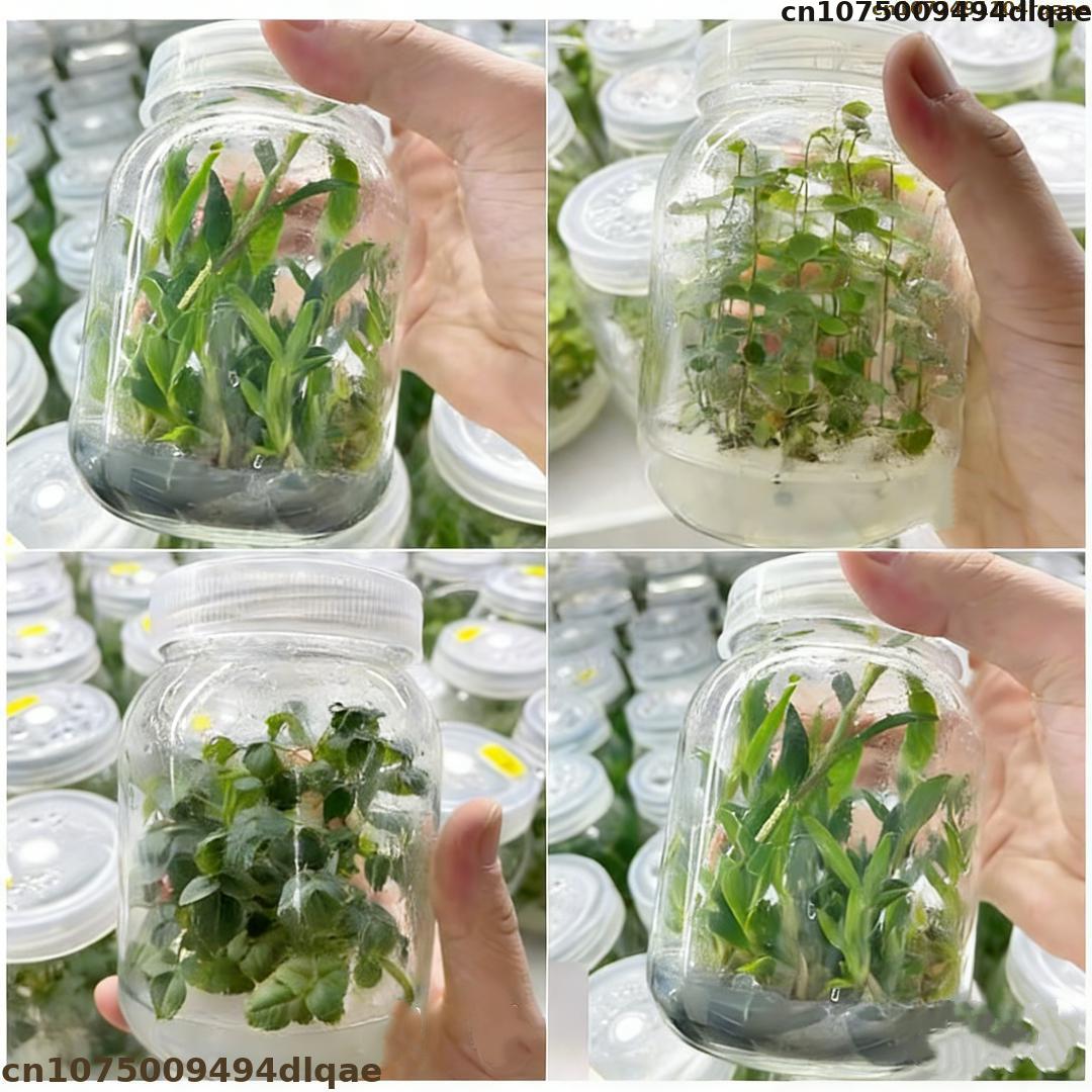 Plant Tissue Culture Agar Powd - Agar Tissue Culture recension och pris